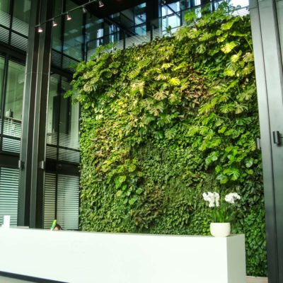 Zielona-ściana-w-recepcji-biura-Eurocentrum-5.jpg