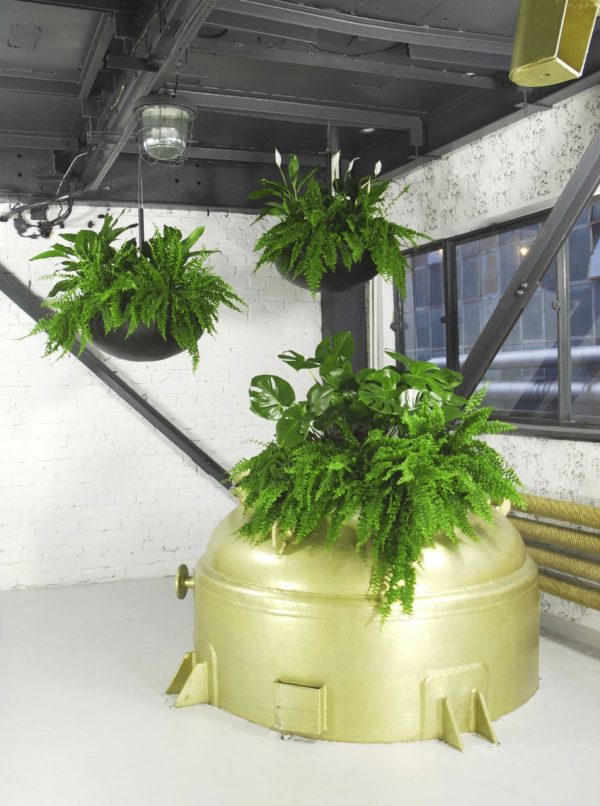 Zielone rośliny w biurze